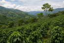 COLOMBIA SUPREMO HUILA (5669510742165) (9745217356023) (9745642422519)