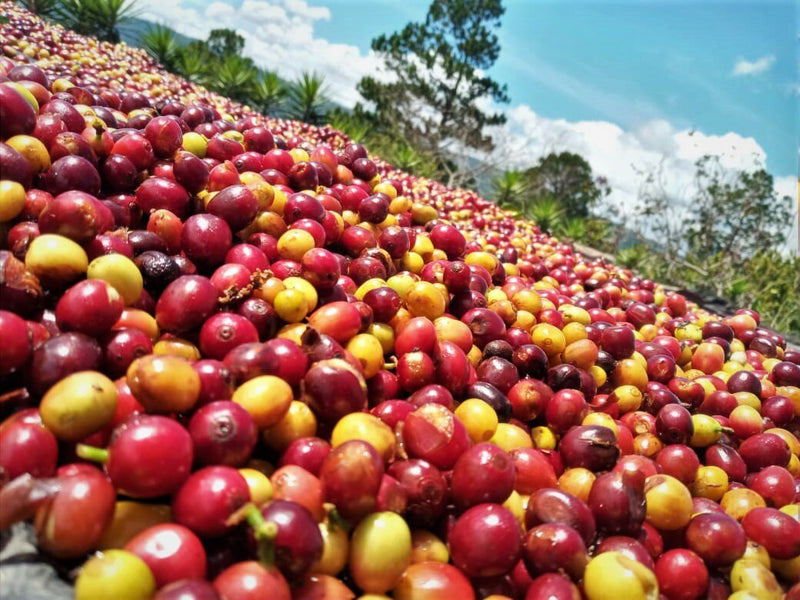 SAN VICENTE NATURAL REGIONAL (9514208035063) (8072877277431) (9514212753655) (9514230874359)