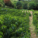 SANTA BARBARA GEISHA (8066559607031) (9514236838135)