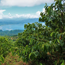 SANTA BARBARA GEISHA (8066559607031) (9514236838135)