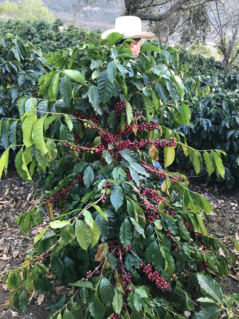 HONDURAS FINCA LA FORTUNA (5669513592981)