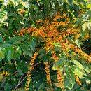 Coffee plant with ripe coffee cherries on a tree in the South of Minas Gerais of  Brazil