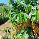 Coffee tree with yellow fruits in a field in South of Minas Gerais Brazil