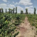 KERICHO AA (8066195816695)